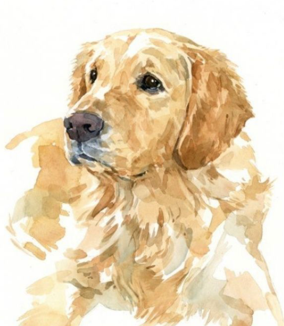 Pet Portraits